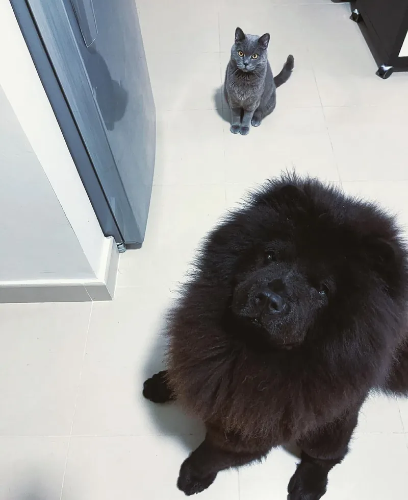 Câine și pisică în clinică