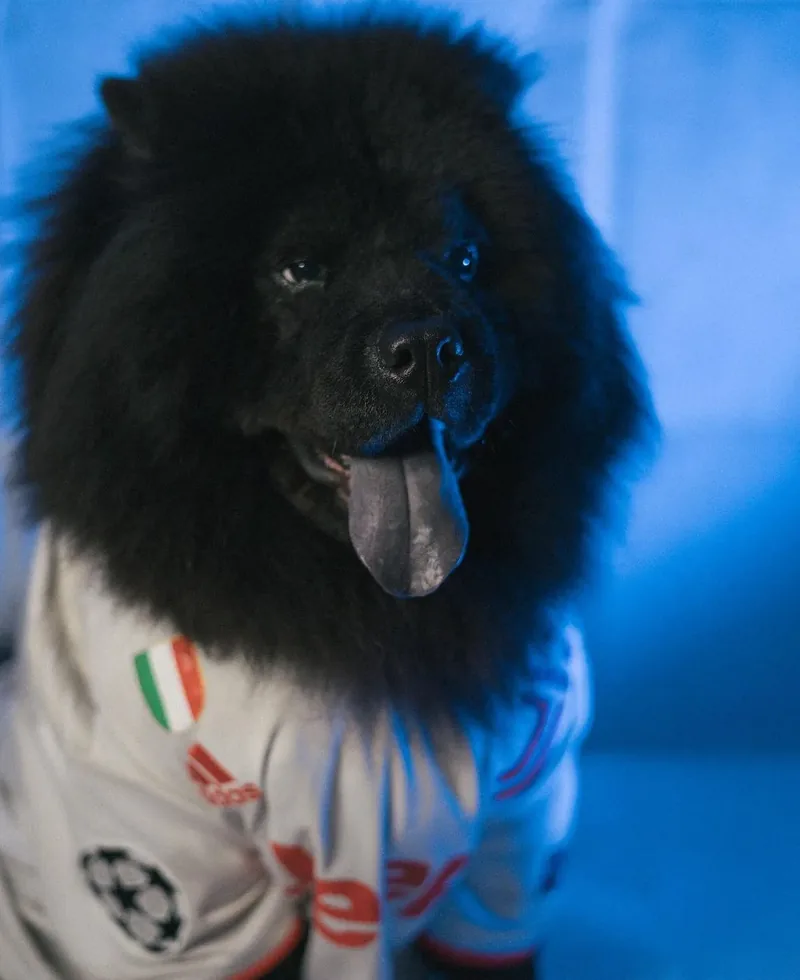 Chow chow