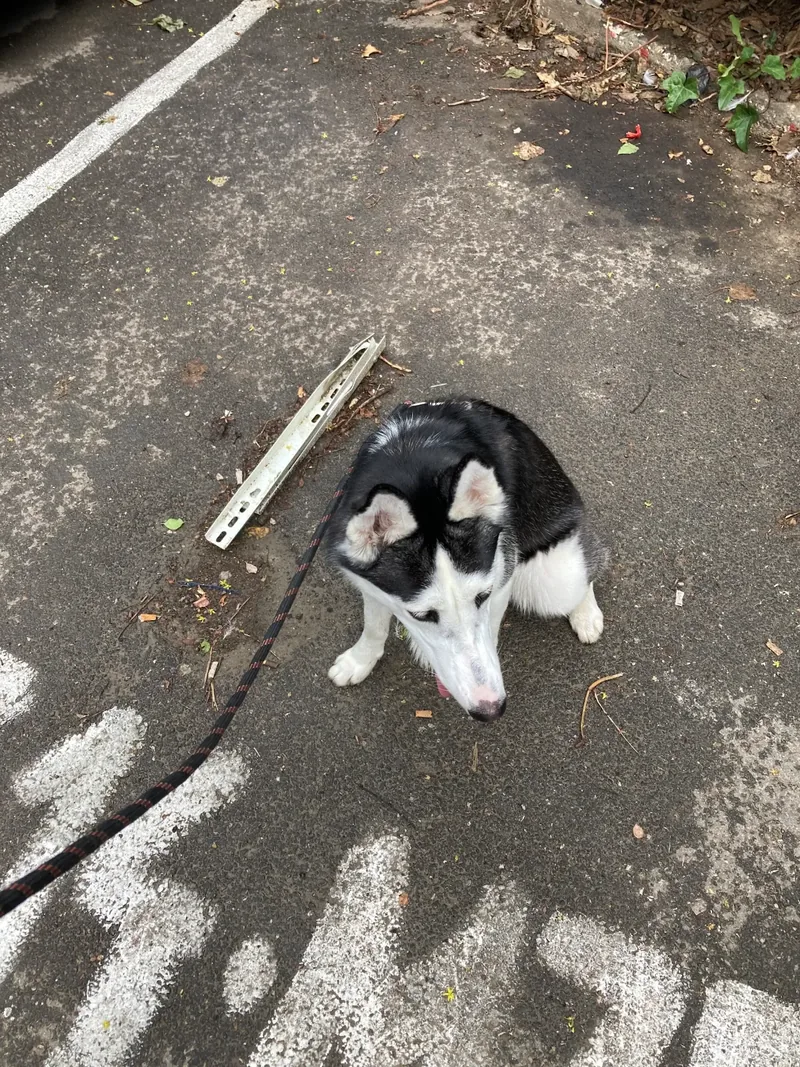 Pui de husky